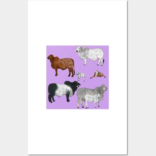 Brahman Cattle Purple Posters and Art
